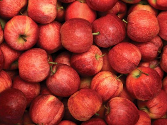 Летние яблоки на экспорт Гала Роял, Гала Барон от производителя
