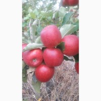 Летние яблоки на экспорт Гала Роял, Гала Барон от производителя